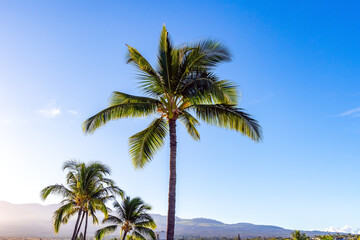 Fototapeta premium Palms of island