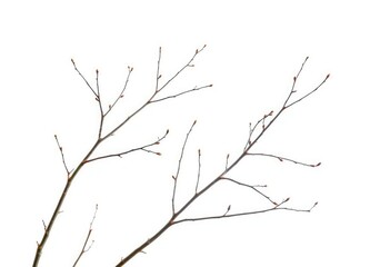 Obraz premium Delicate, bare branches isolated against a pure white backdrop, isolated branch, tree branch