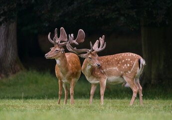 twof male fallow deers graze on the meadow. Dama dama . Two fallow deer in the nature habitat.