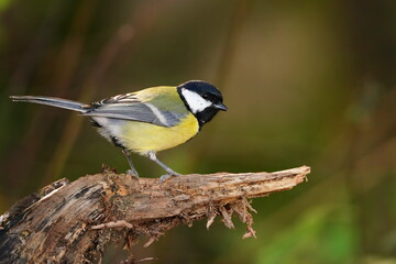 Naklejka premium Portrait of great tit in the nature habitat. Parus major. Wildlife scene with a songbird. A great tit sits on a tree stump.