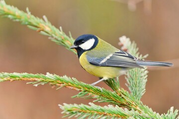 Portrait of great tit in the nature habitat. Parus major. Wildlife scene with a songbird. A cute great tit sits on a spruce twig. 