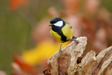 Portrait of great tit in the nature habitat. Parus major. Wildlife scene with a songbird. A great tit sits on a tree stump.
