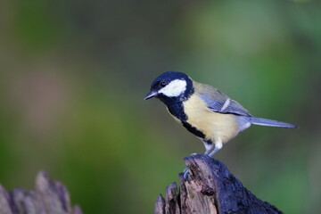 Portrait of great tit in the nature habitat. Parus major. Wildlife scene with a songbird. A great tit sits on a tree stump.
