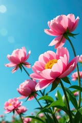 Fototapeta premium Golden accents on peony flowers against a bright blue sky, golden, flowers