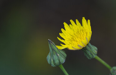 close up picroides, close up reichardia picroides, sonchus asper, close up sonchus, yellow flower,...