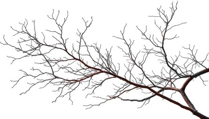 Obraz premium Intricate bare branches isolated against pure white backdrop, fragile, detail