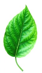 Obraz premium Large single green leaf isolated against white with veins, greenery, leaves, leaves