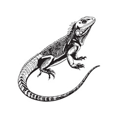 Naklejka premium Lizard Vector