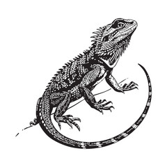 Lizard Vector