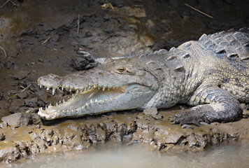 Obraz premium An American Crocodile closeup in Galapagos Islands with mouth open