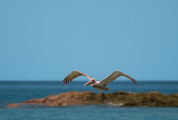 Brown Pelican in flight over beach in Costa Rica