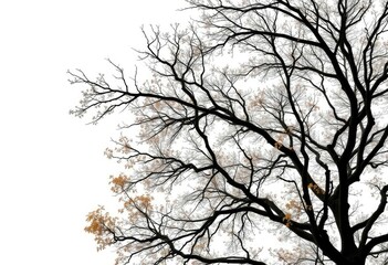 Lone deciduous tree, branches reaching skyward, stark white backdrop, spring, leafless