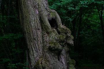 tree trunk in the forest