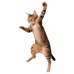 Cat jumping in the air isolated on transparent background