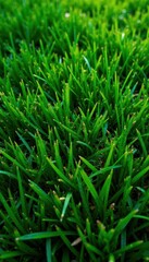 Obraz premium Intricate short-cut grass, lush green texture, natural, grass