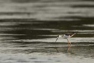 A Black-winged Stilt feeding at Mameer creek.