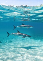 Vaquita Porpoise &ndash; The World's Rarest Marine Mammal
