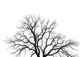 Obraz premium Single, majestic tree, stark white backdrop, branches reaching skyward, solitary tree, winter