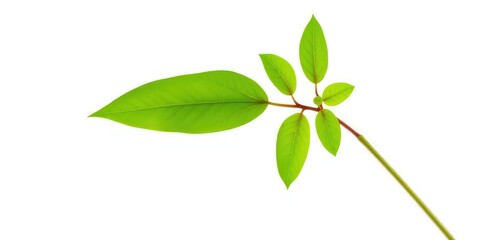 Single vibrant green plant, isolated on pure white background, vegetation, high resolution