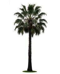 a single tall palm tree  Isolated on a Transparent Background. PNG, Cutout, or Clipping Path.