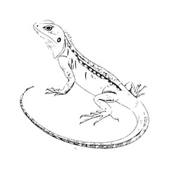 Fototapeta premium Lizard Vector