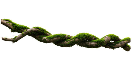 Twisted wild liana vine plant root, nature frame jungle border, isolated on white background, clipping path, cut-out, 