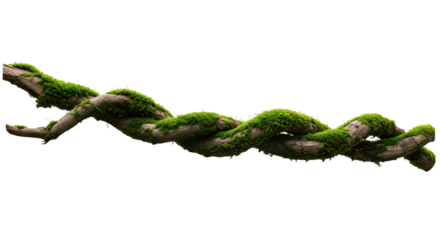 Twisted wild liana vine plant root, nature frame jungle border, isolated on white background, clipping path, cut-out, 