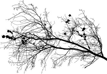 Vector illustration of natural oak tree branch with leaves