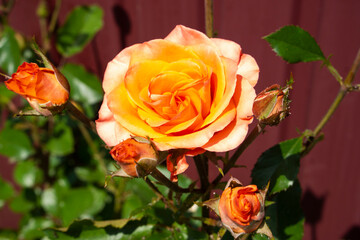 orange rose on a green background