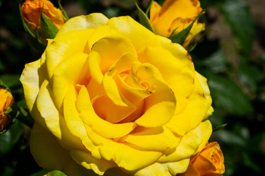 A yellow rose flower, grows on a flowerbed, in the rays of the sun - Powered by Adobe