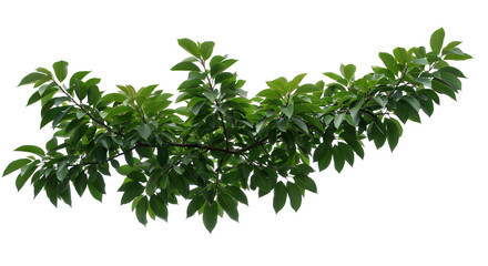 Obraz premium 葉、枝、孤立、緑、夏、自然、春、白、植物、環境、成長、若い、植物学、葉、装飾、春、植物、要素、小枝、茂み、始まり、クリップアート、クローズアップ、クローズアップ、切り抜き、詳細、新鮮、新鮮さ、青々とした、部分、小さい、小枝、
