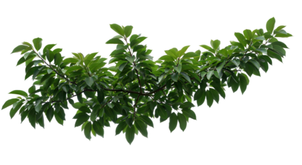 葉、枝、孤立、緑、夏、自然、春、白、植物、環境、成長、若い、植物学、葉、装飾、春、植物、要素、小枝、茂み、始まり、クリップアート、クローズアップ、クローズアップ、切り抜き、詳細、新鮮、新鮮さ、青々とした、部分、小さい、小枝、