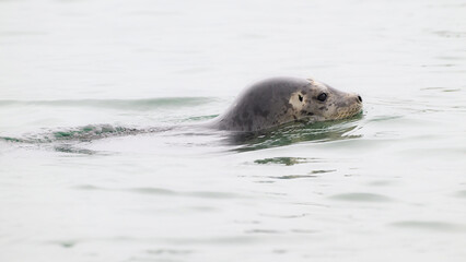 Wild Harbor Seal phoca vitulina swimming with head above water © IanDewarPhotography