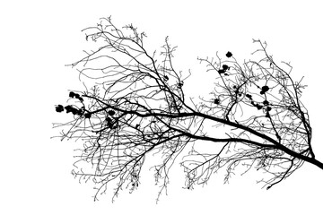 Black and white image of natural large old oak tree branch with leaves on white background