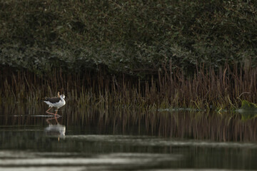 A Black-winged Stilt feeding at Mameer in the morning hours, Bahrain