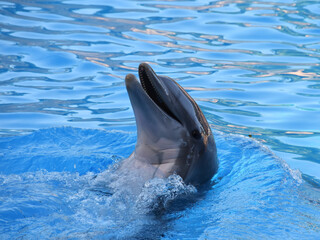 Head of a dolphin playing in blue water