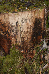 Fungal mycelium growing on an old rotting tree trunk without bark