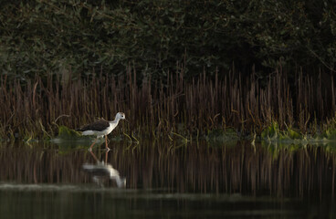 A Black-winged Stilt at Mameer in the morning hours, Bahrain
