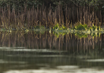Obraz premium Mangroves vegetation at mameer coast, Bahrain