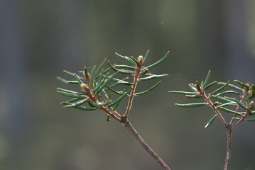 Rhododendron tomentosum