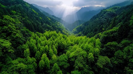 Majestic Valley Surrounded by Lush Green Forest Under Dramatic Sunlight