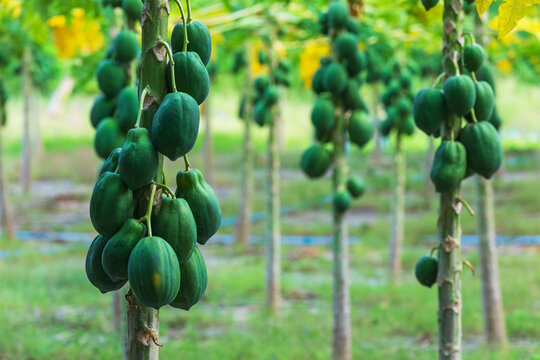 Papaya plantation on an island in the Maldives