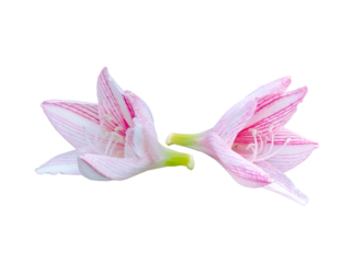 Amaryllis Belladonna