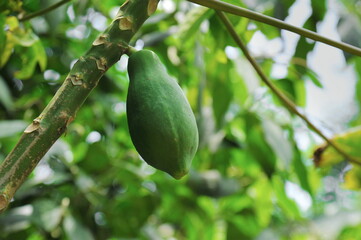 Papaya tree with a raw green fruit. Papaya is a sweet tropical fruit, good for the digestive system.