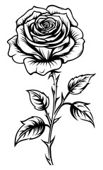 PNG A minimal rose sketch pattern drawing.