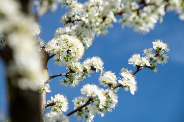 Fototapeta premium Blooming white flowers against a clear blue sky in springtime nature scene. Plum blossom