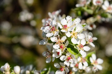 White flowering tree blooms in springtime, showcasing vibrant colors and delicate petals in a sunny...