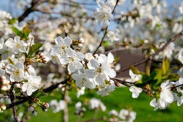Cherry blossoms bloom beautifully under a clear blue sky in a vibrant garden during springtime