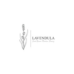 monoline vector illustration lavender flower sketch negative space.