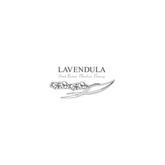monoline vector illustration lavender flower sketch negative space.